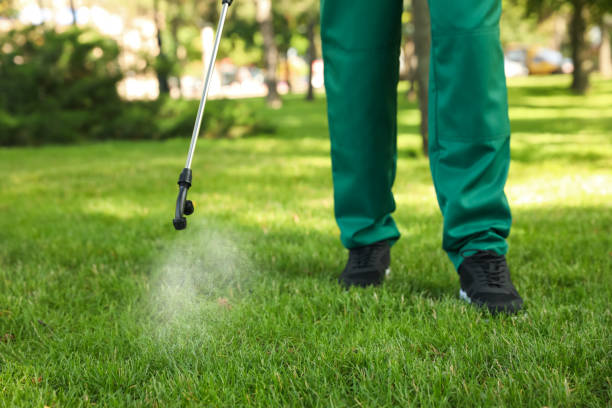 Best Termite Control Services  in Pimmit Hills, VA