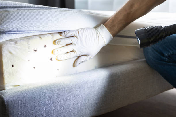Best Flea Control Services  in Pimmit Hills, VA