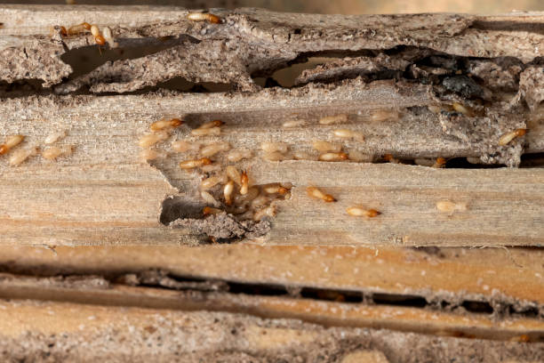 Best Best Pest Control Companies  in Pimmit Hills, VA